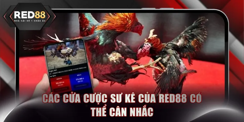 Các cửa cược sư kê của RED88 có thể cân nhắc