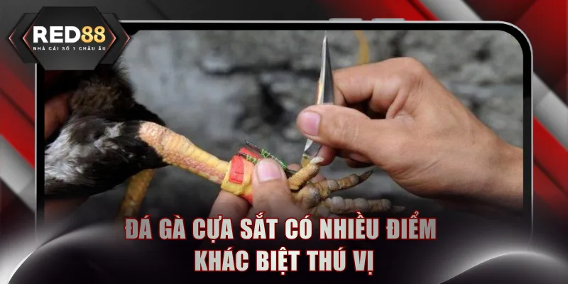 Đá gà cựa sắt có nhiều điểm khác biệt thú vị