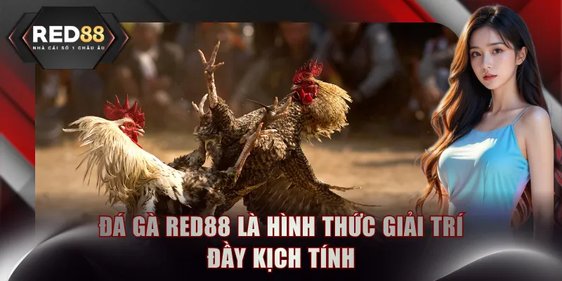 Đá gà RED88 là hình thức giải trí đầy kịch tính