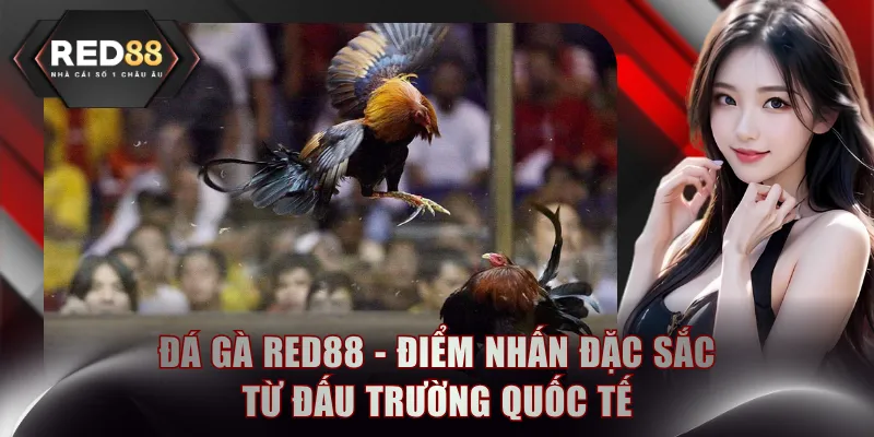 Đá Gà RED88 - Điểm Nhấn Đặc Sắc Từ Đấu Trường Quốc Tế