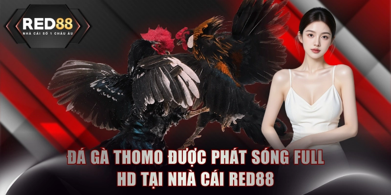 Đá gà Thomo được phát sóng full HD tại nhà cái RED88